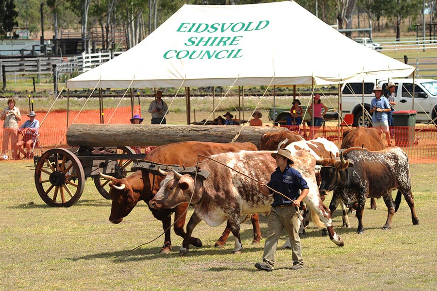 Bullock Team Display Eidsvold Show