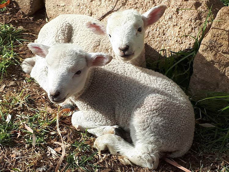 Baby lambs