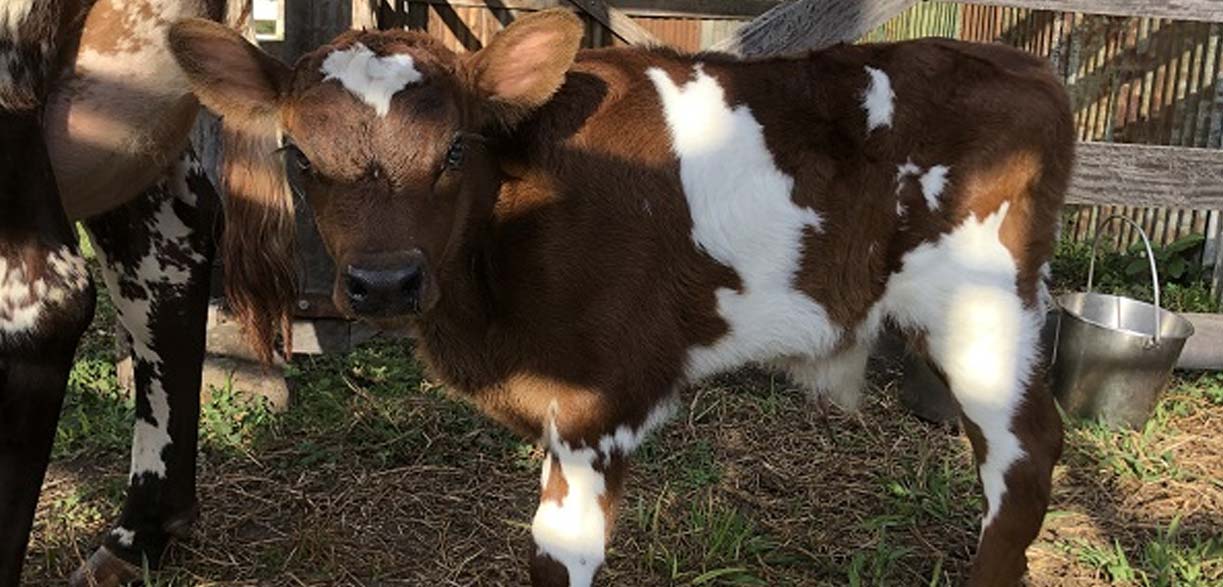 Jono the bull calf