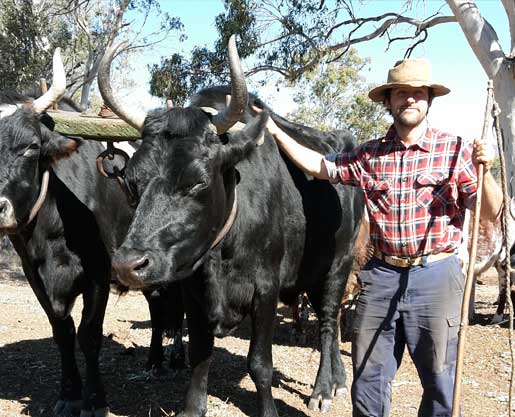 Bullock Driver with his Bullock Team